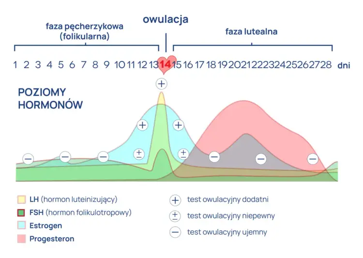Cykl bezowulacyjny objawy - Czy okres zawsze oznacza owulację?